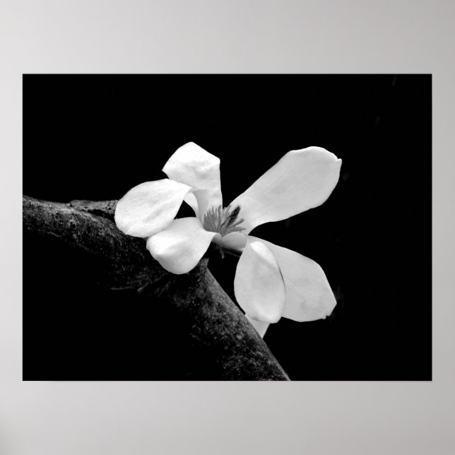 Affiche Magnolia noir et blanc élégant (Devant)