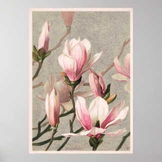 Affiche Magnolia par L. Prang