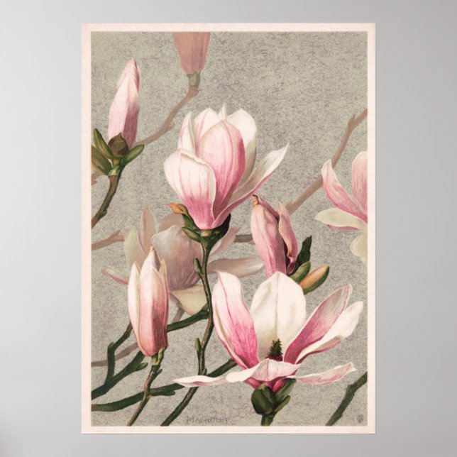 Affiche Magnolia par L. Prang (Devant)