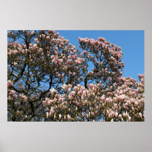Affiche Magnolia Tree in Blossom