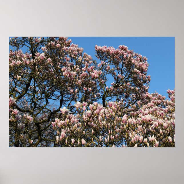 Affiche Magnolia Tree in Blossom (Devant)