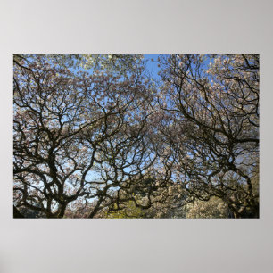 Affiche Magnolia Trees, Branches et Blossom 05