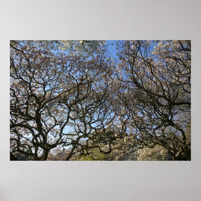 Affiche Magnolia Trees, Branches et Blossom 05 (Devant)