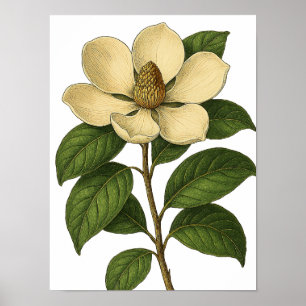 Affiche Magnolia Vintage