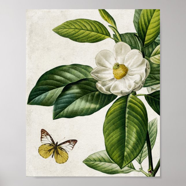 Affiche Magnolia vintage Fleur et Papillon Mur Art (Devant)