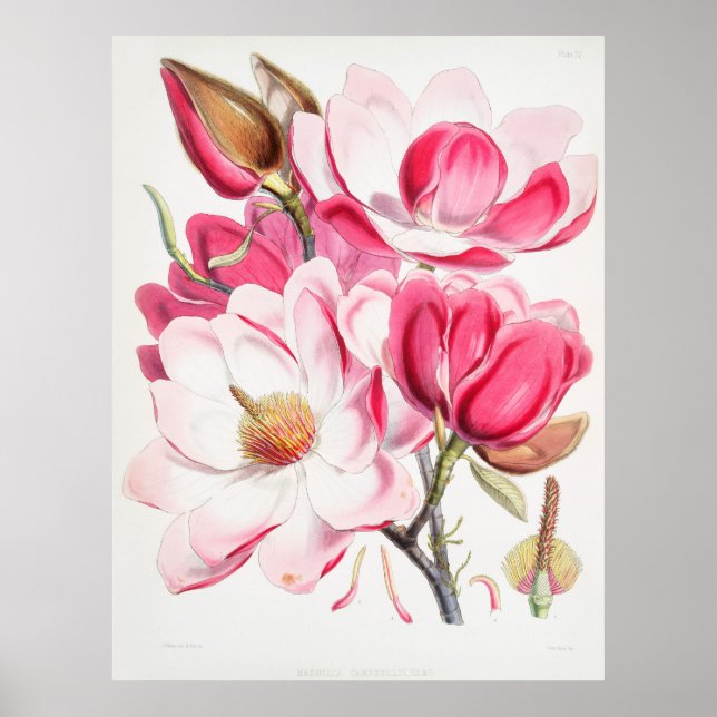 Affiche Magnolias (Devant)