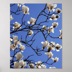 Affiche Magnolias florissants