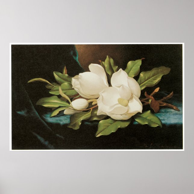 Affiche Magnolias géant sur un tissu de velours bleu, vers (Devant)