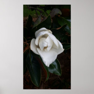 Affiche Magnolias par sky boivin