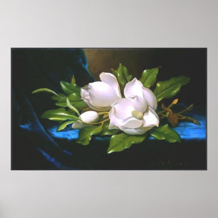Affiche Magnolias sur Blue Velvet