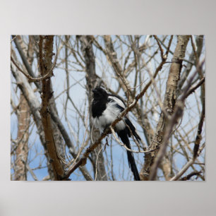 Affiche Magpie à bec noir, Colorado