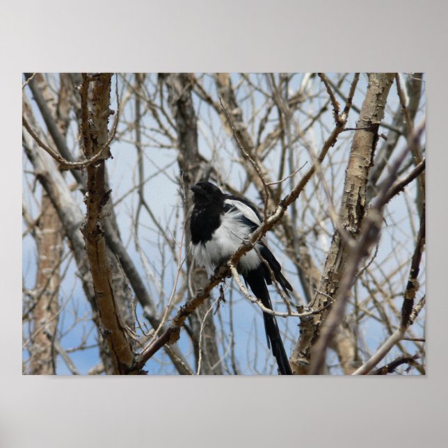 Affiche Magpie à bec noir, Colorado (Devant)