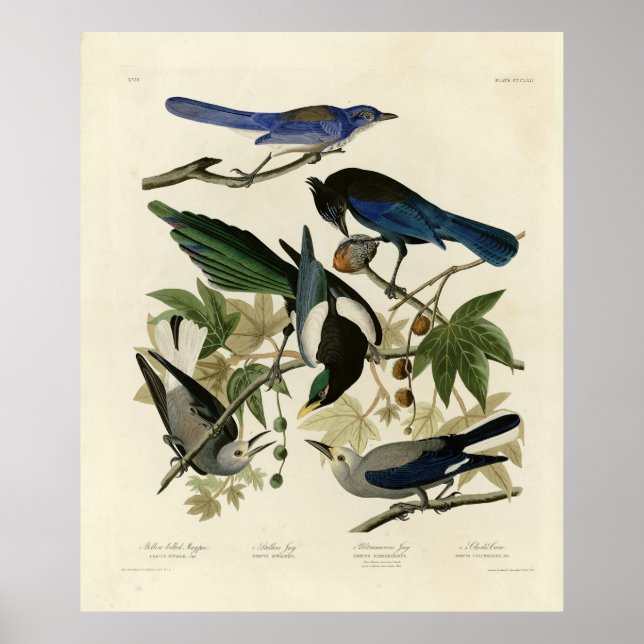 Affiche Magpie Jays & Nutcracker Audubon Birds of America (Devant)