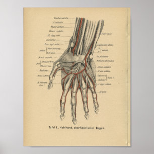 Affiche Main de poignet d'impression d'anatomie d'Allemand