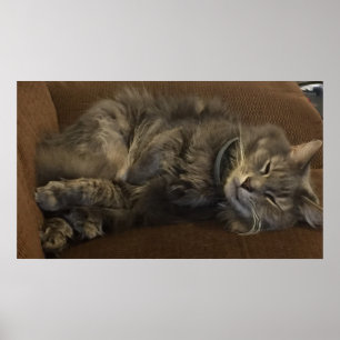 Affiche Maine Coon