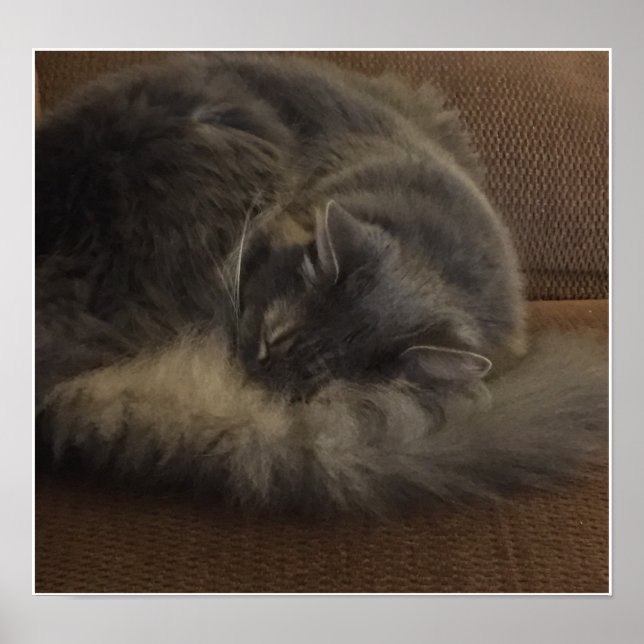 Affiche Maine Coon (Devant)