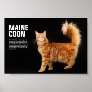 Affiche Maine Coon Cat Breed