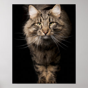 Affiche Maine Coon gros chat chaton voix