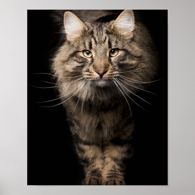 Affiche Maine Coon gros chat chaton voix (Devant)