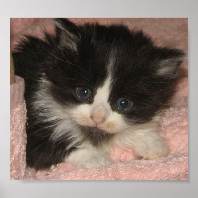 Affiche Maine Coon Kitten (Devant)