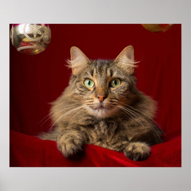 Affiche Maine Coon pour Noël avec collectionneur (Devant)