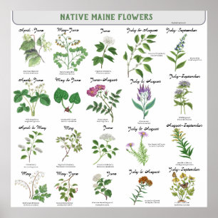 Affiche Maine Fleurs sauvages Mois de la floraison Nom lat