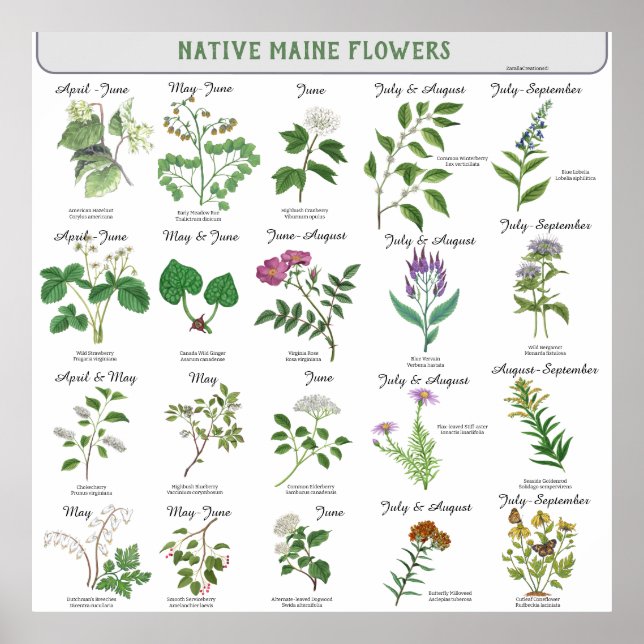 Affiche Maine Fleurs sauvages Mois de la floraison Nom lat (Devant)