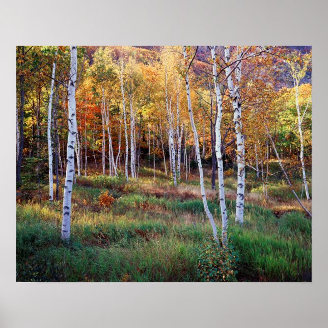 Affiche Maine, Parc national d'Acadia, Automne (Devant)