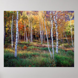 Affiche Maine, Parc national de l'Acadia, automne