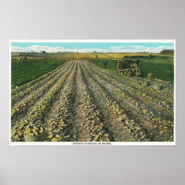 Affiche MaineVue d'une ferme de pomme de terre dans le Mai (Devant)