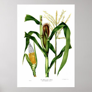 Affiche Maïs