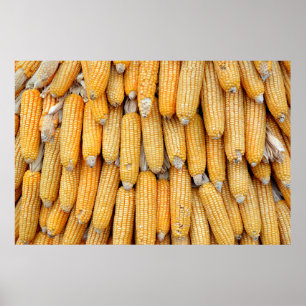 Affiche Maïs séché empilé.