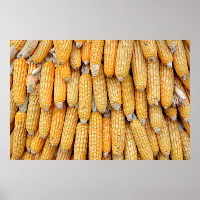 Affiche Maïs séché empilé. (Devant)