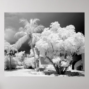 Affiche Maison des Keys de Floride et ses palmiers, États-