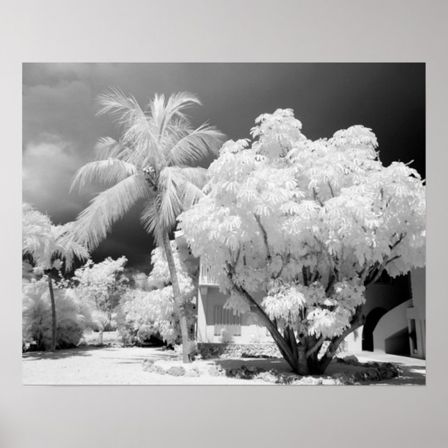 Affiche Maison des Keys de Floride et ses palmiers, États- (Devant)