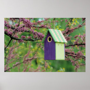 Affiche Maison d'oiseau sur un arbre Cercis