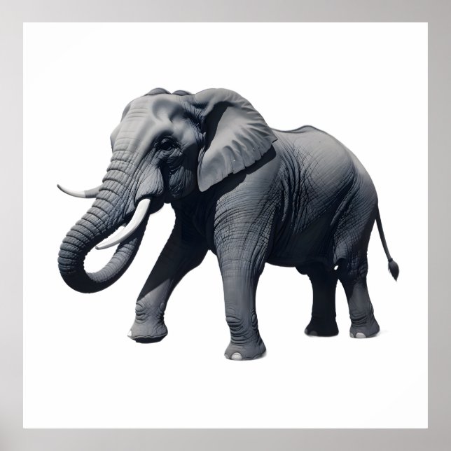 Affiche Majestic African Elephant Walking with Large Tusks (Devant)