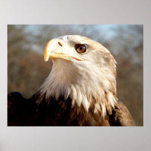 Affiche Majestic Bald Eagle