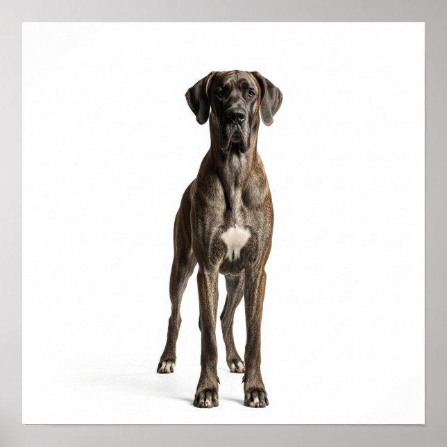 Affiche Majestic Great Dane (Devant)