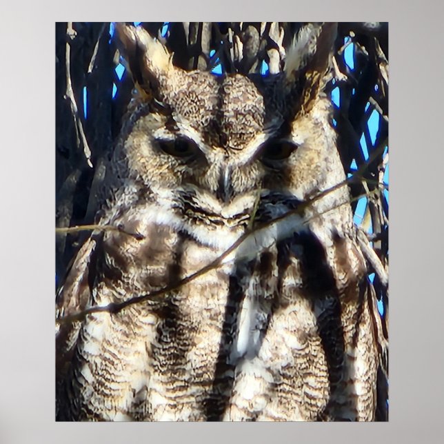 Affiche Majestic Great Horned Owen Photo de la faune (Devant)