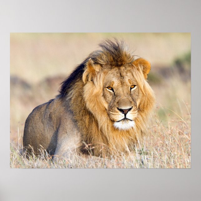 Affiche Majestic lion wildlife photography (Devant)