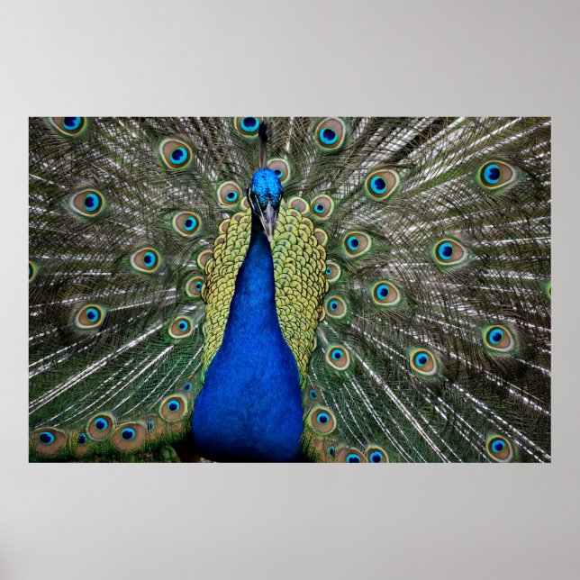 Affiche Majestic Peacock  (Devant)