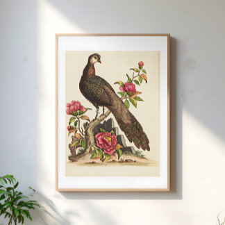 Affiche Majestic Peacock bird Floral Vintage Illustration