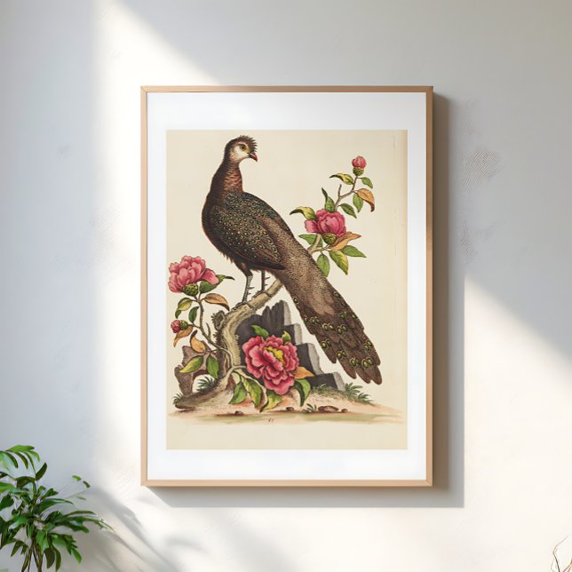 Affiche Majestic Peacock bird Floral Vintage Illustration (Créateur téléchargé)