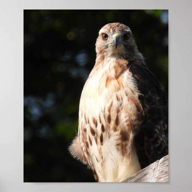Affiche Majestic Red Tail Hawk Stare Down (Devant)