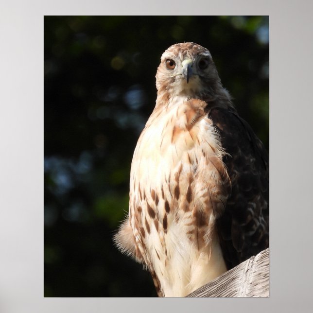 Affiche Majestic Red Tail Hawk Stare Down (Devant)