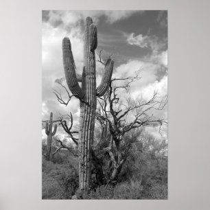 Affiche Majestic Saguaro Cactus (b/w)