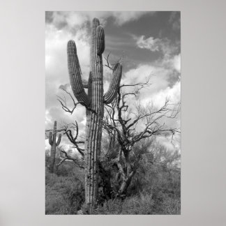 Affiche Majestic Saguaro Cactus (b/w)
