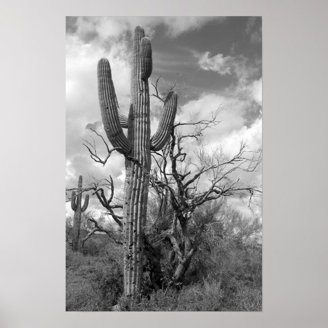 Affiche Majestic Saguaro Cactus (b/w) (Devant)