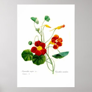 Affiche Majus de Tropaeolum (nasturce)